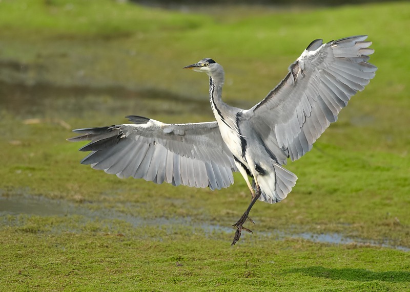 9 - Grey Heron