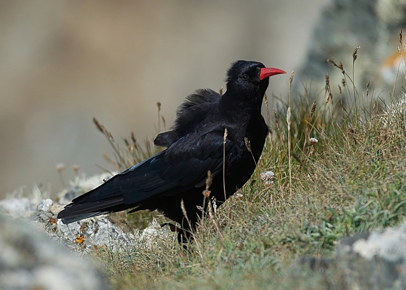 15 - Chough