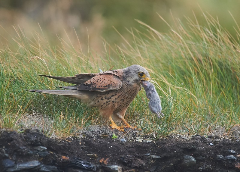28 - Kestrel