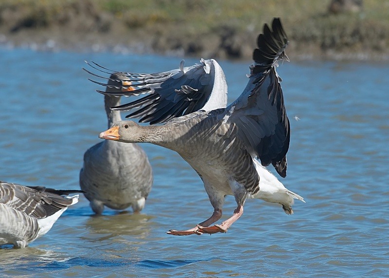 15 - Greylag Goose