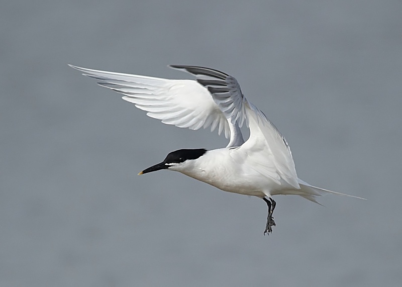 5 - Sandwich Tern
