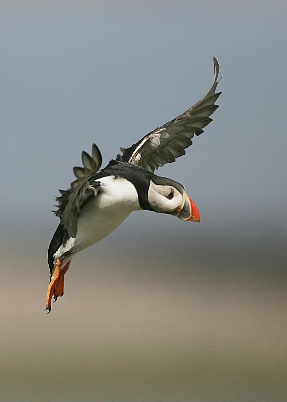 24 - Puffin