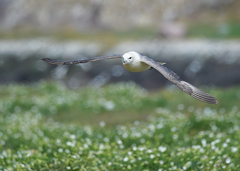 23 - Fulmar