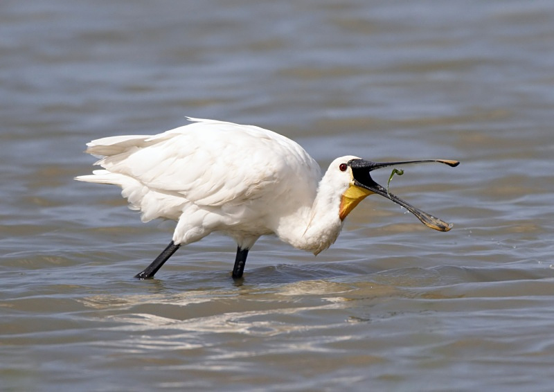 13 - Spoonbill
