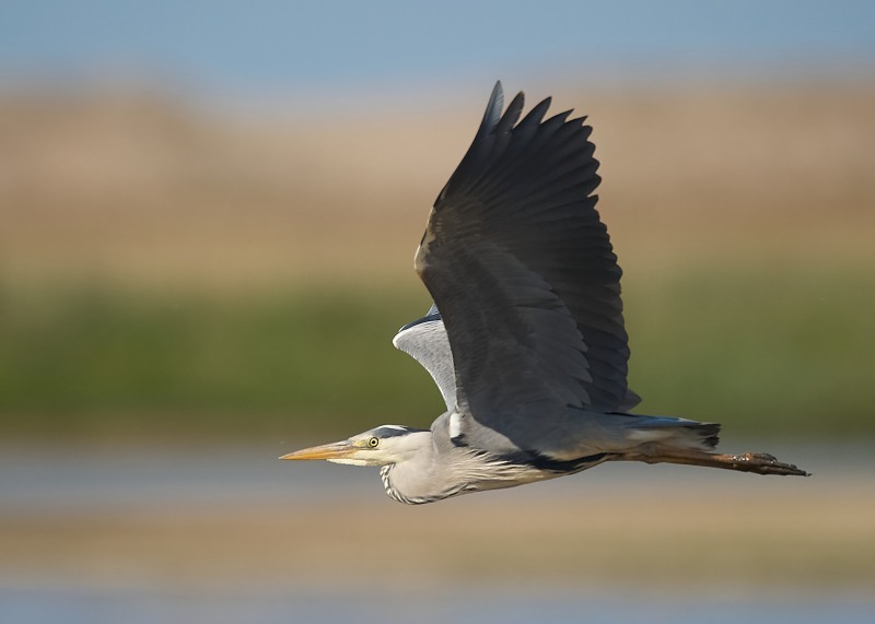 2 - Grey Heron