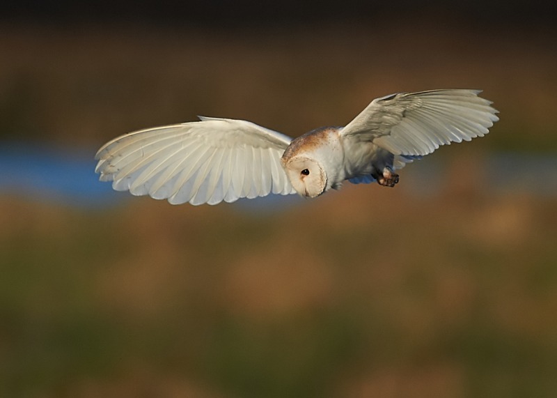 6 - Barn Owl