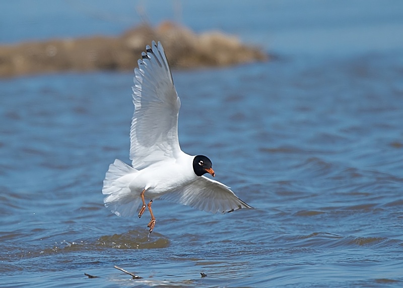 6 - Mediterranean Gull