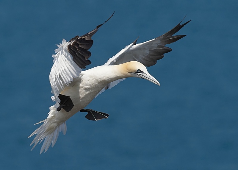1 - Gannet