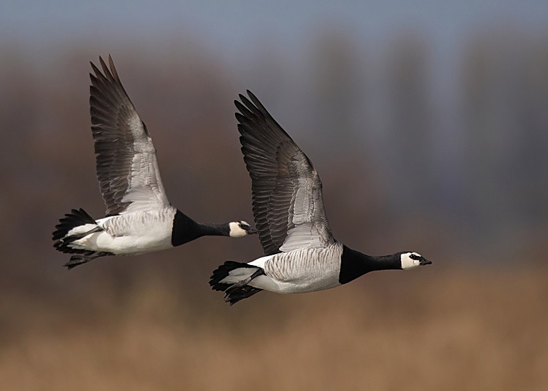 3 - Barnacle Goose