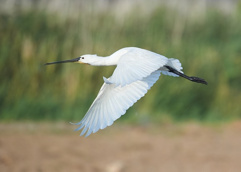 5 - Spoonbill