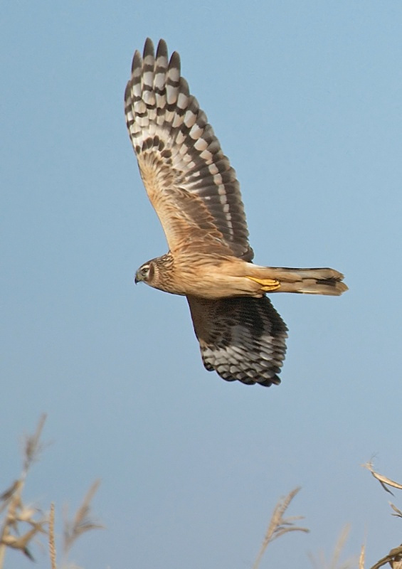 8 - Hen Harrier