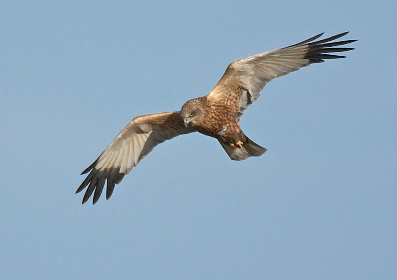 24 - Marsh Harrier