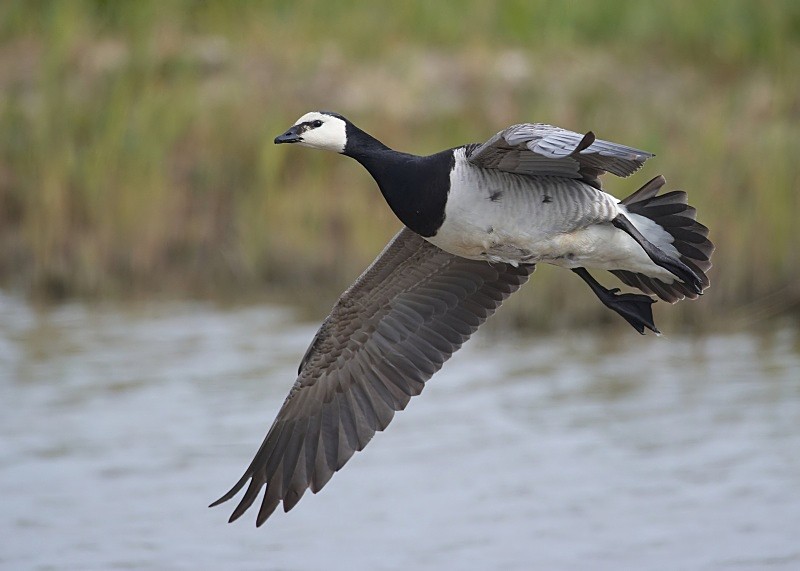 9 - Barnacle Goose