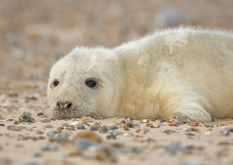 26 - Grey Seal
