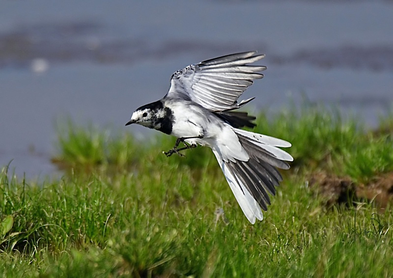 13 - Pied Wagtail