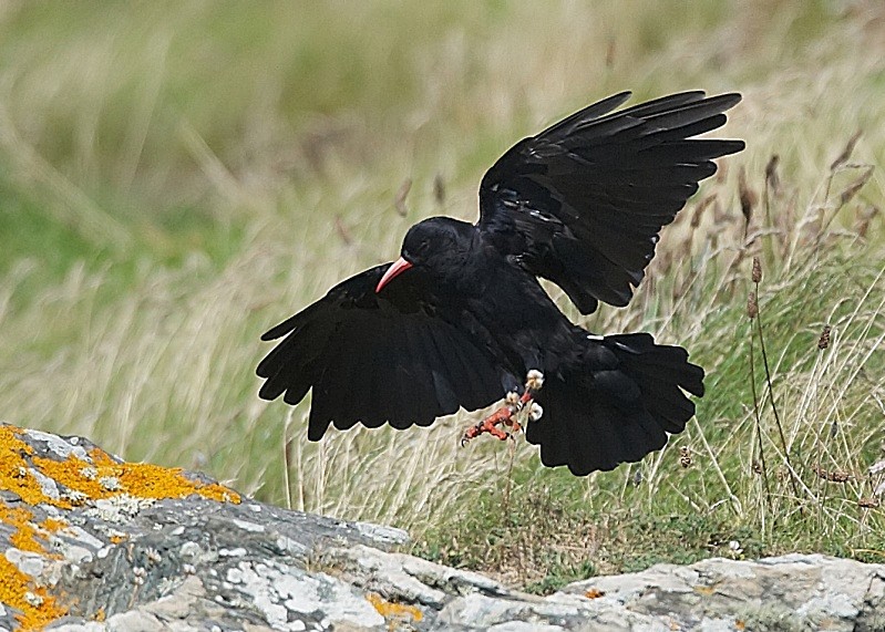 14 - Chough