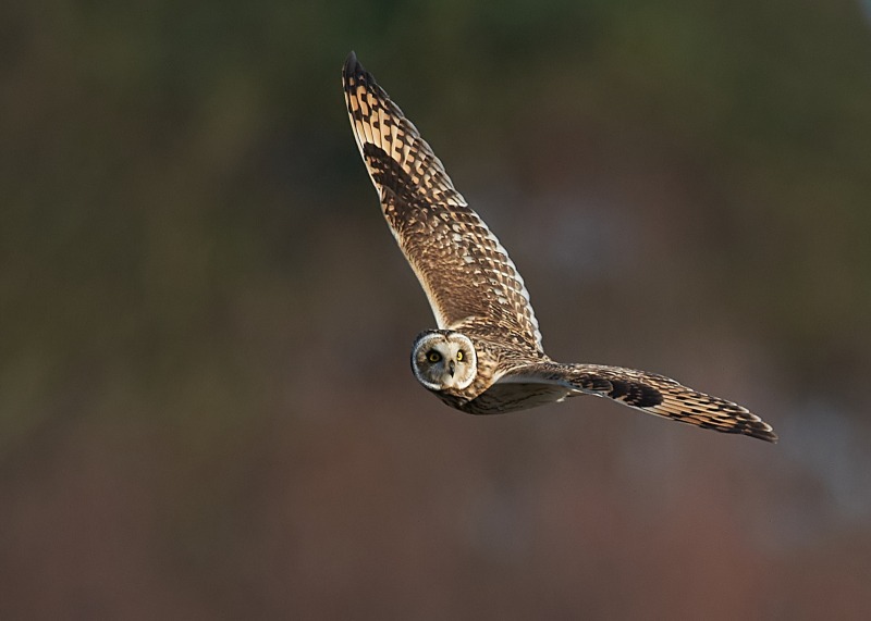 19 - Short-eared Owl