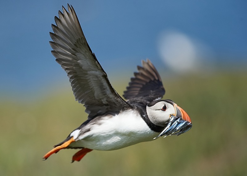 15 - Puffin