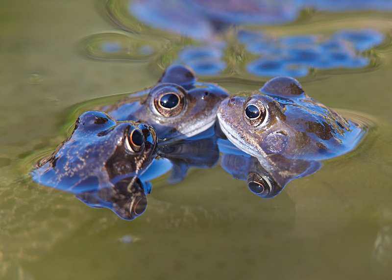 4 - Common Frog