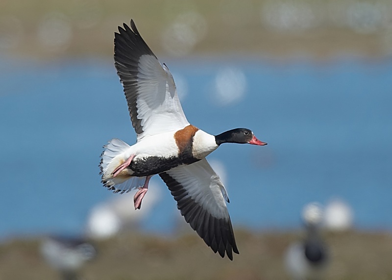 25 - Shelduck