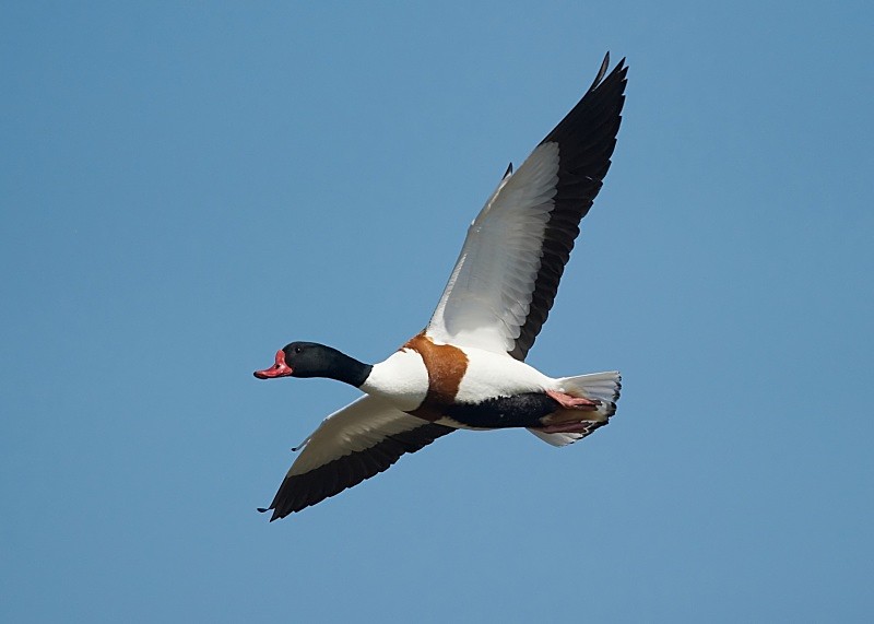 11 - Shelduck