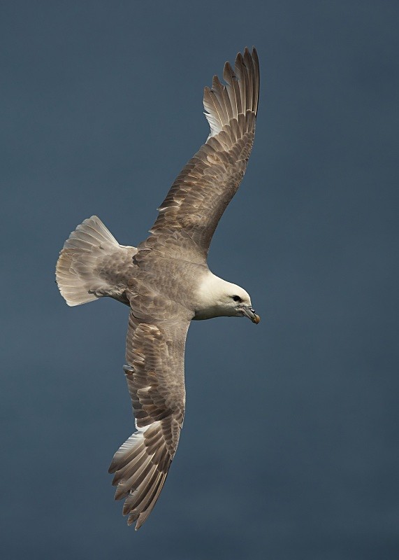 28 - Fulmar