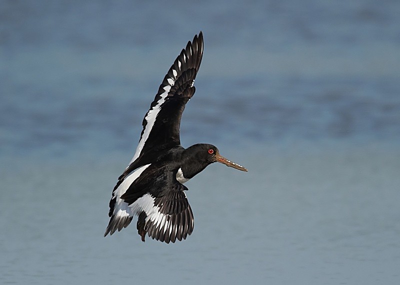 12 - Oystercatcher