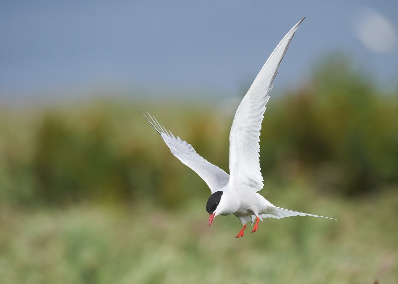 3 - Arctic Tern