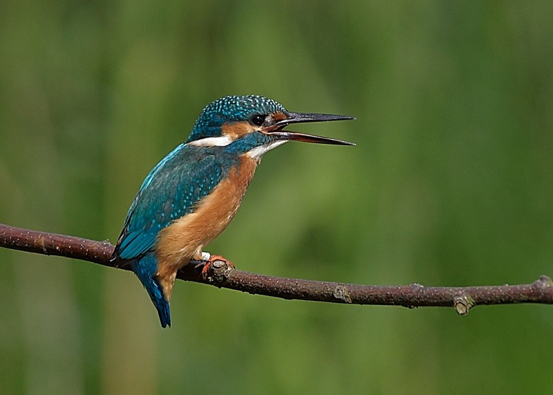 8 - Kingfisher