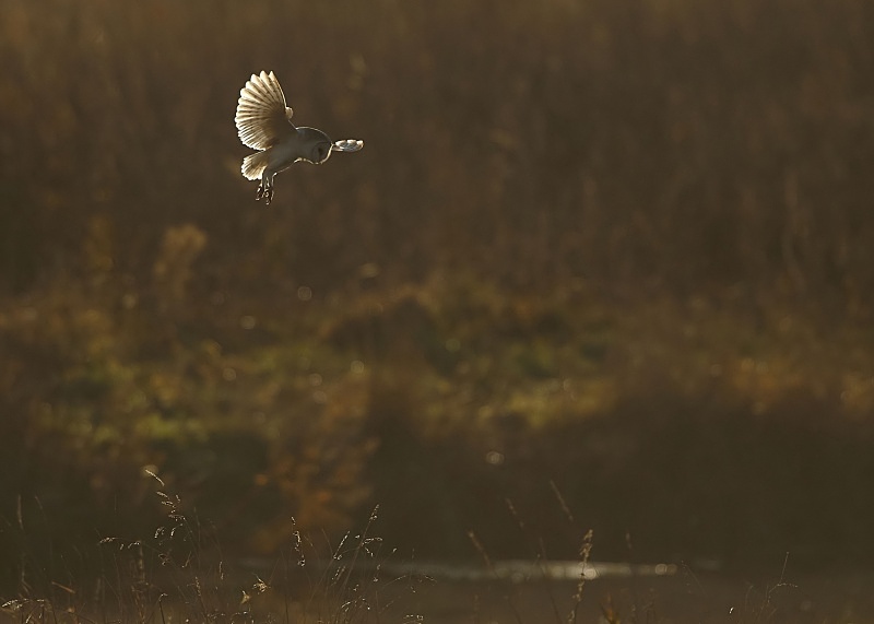 39 - Barn Owl