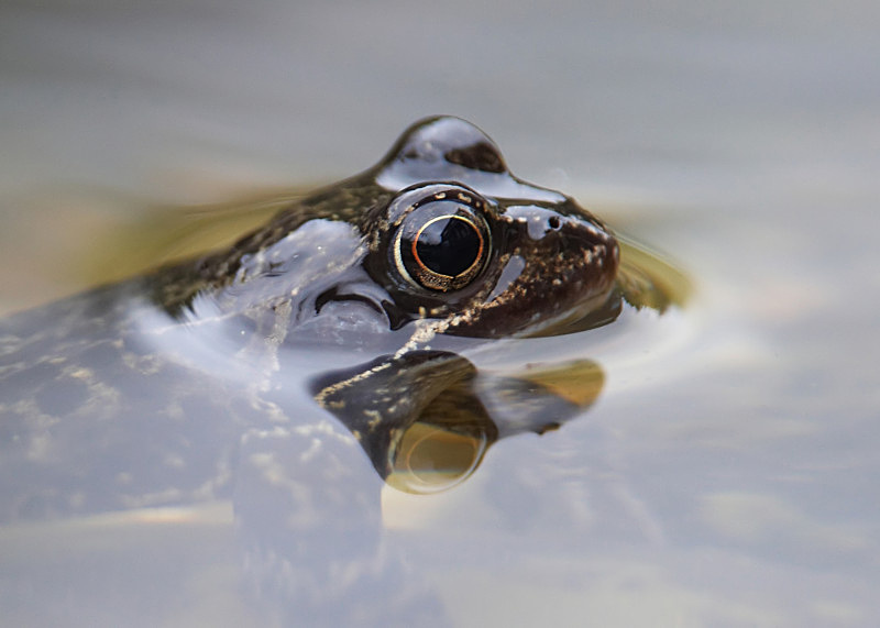 2 - Common Frog