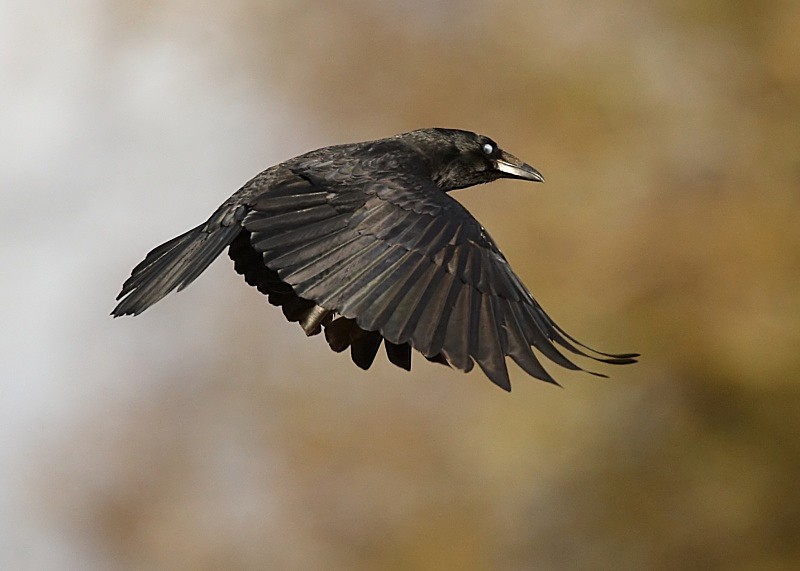 3 - Raven