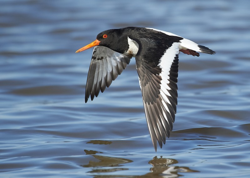 1 - Oystercatcher