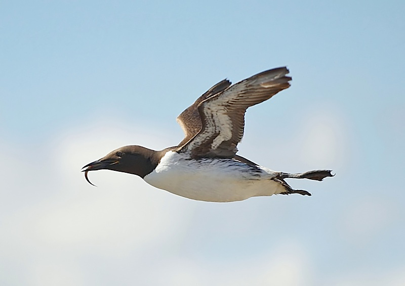 23 - Guillemot