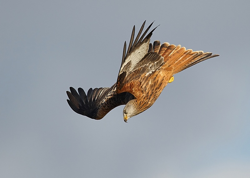 4 - Red Kite