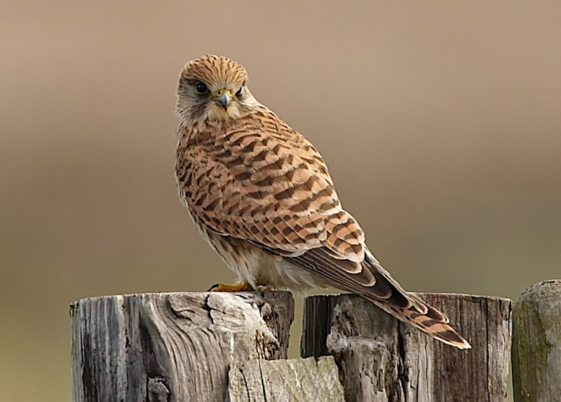 67 - Kestrel