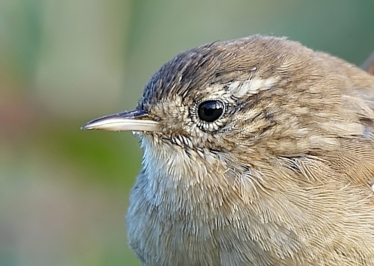2 - Wren