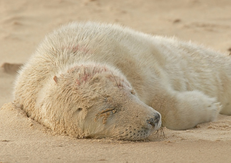 31 - Grey Seal