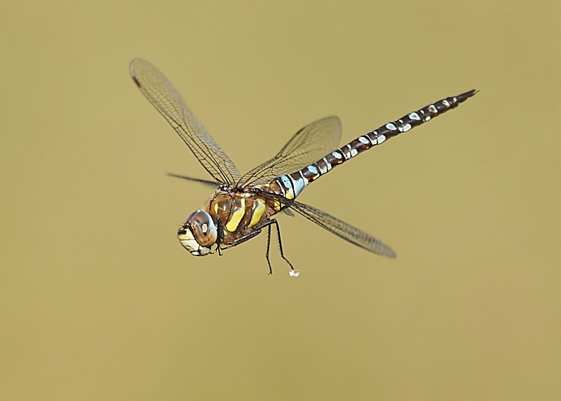 2 - Migrant Hawker Dragonfly