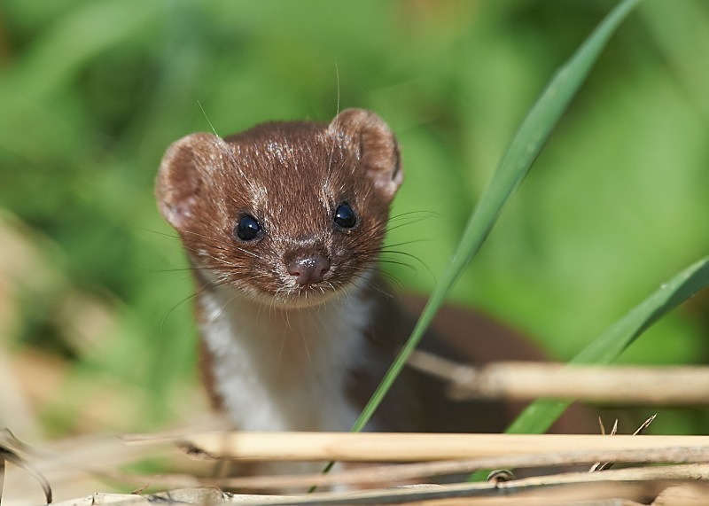 1 - Weasel