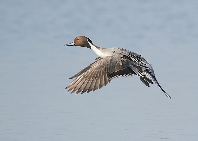 3 - Pintail