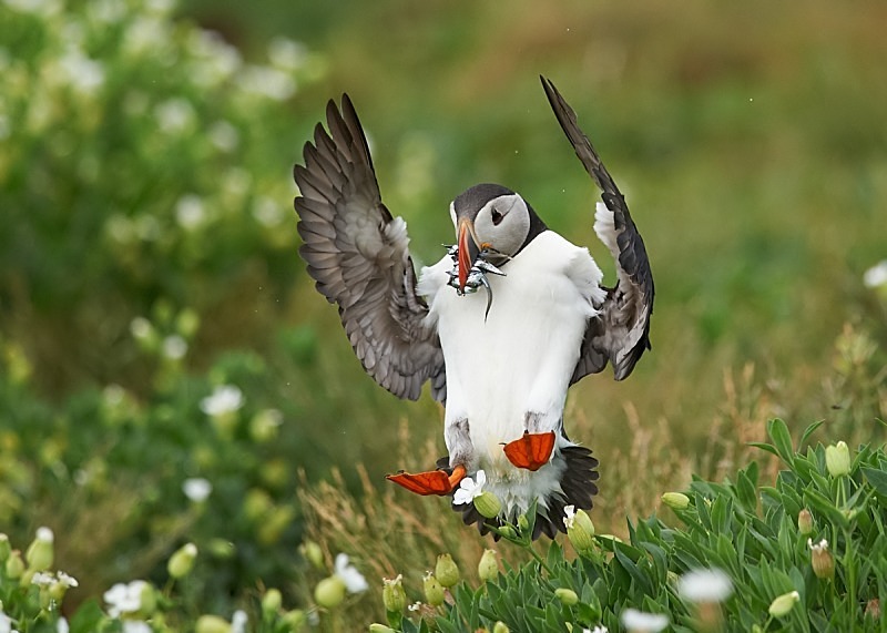 6 - Puffin