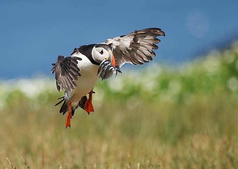 7 - Puffin