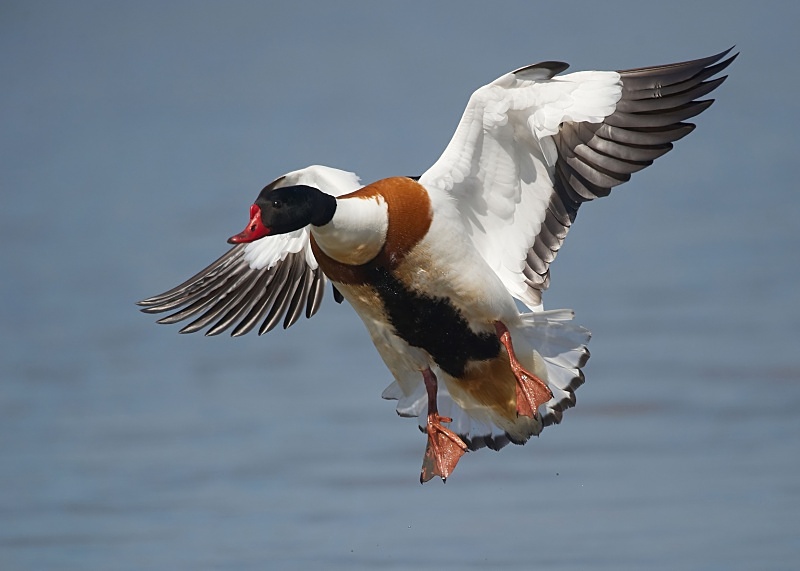 13 - Shelduck