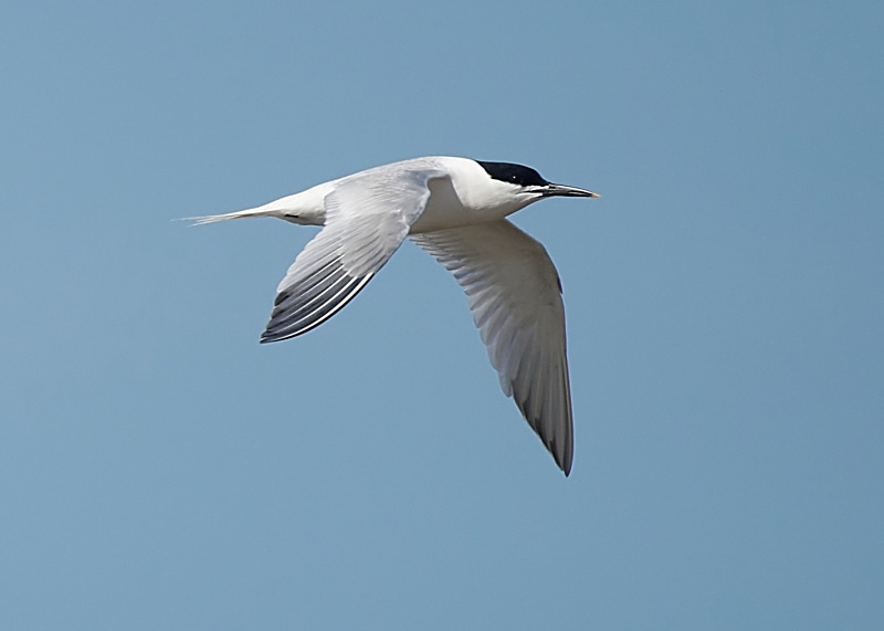12 - Sandwich Tern