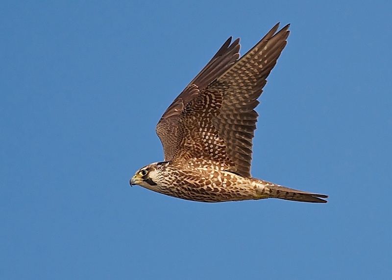 7 - Peregrine