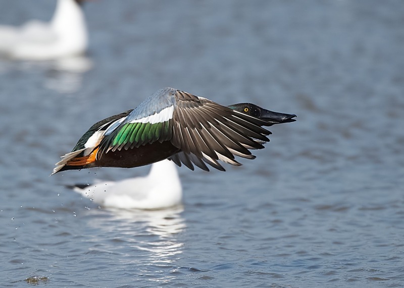 10 - Shoveler