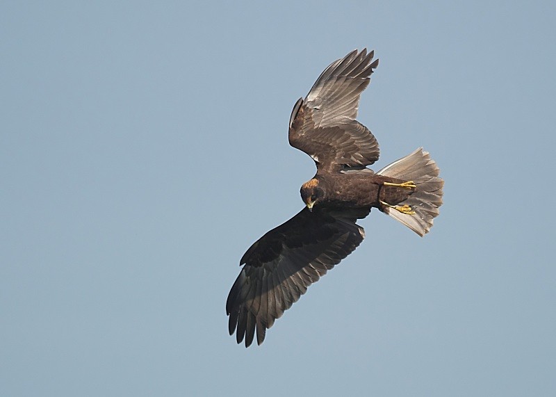 10 - Marsh Harrier