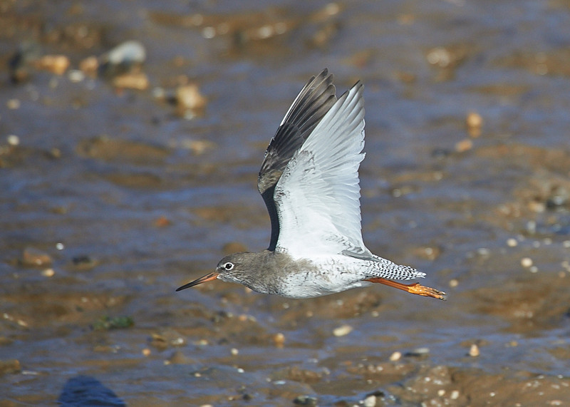 1 - Redshank