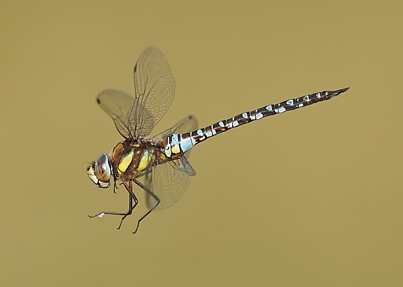 9 - Migrant Hawker Dragonfly